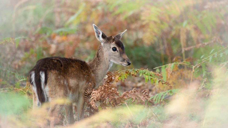 Photographie animalière en couleur.