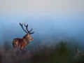 Photographie animalière en couleur.