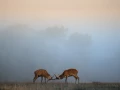Photographie animalière en couleur.