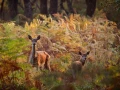 Photographie animalière en couleur.