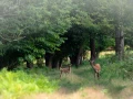 Photographie animalière en couleur.