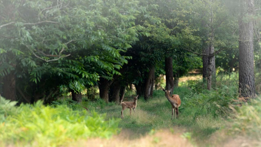 Photographie animalière en couleur.