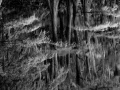 Cypres Chauves de Caddo Lake au Texas en noir et blanc.