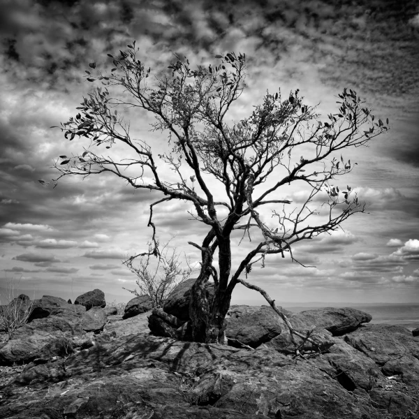 Arbre en contre-jour au Kenya en noir et blanc.