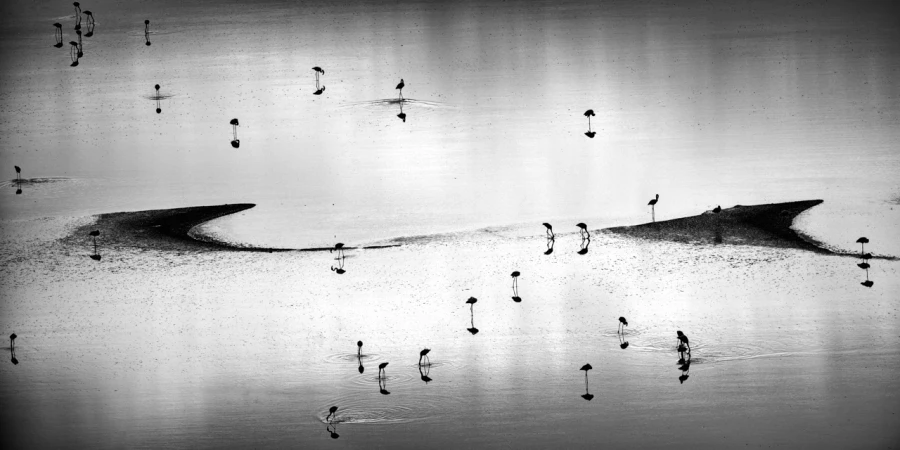Flamants rose sur le lac magadi au Kenya en noir et blanc.