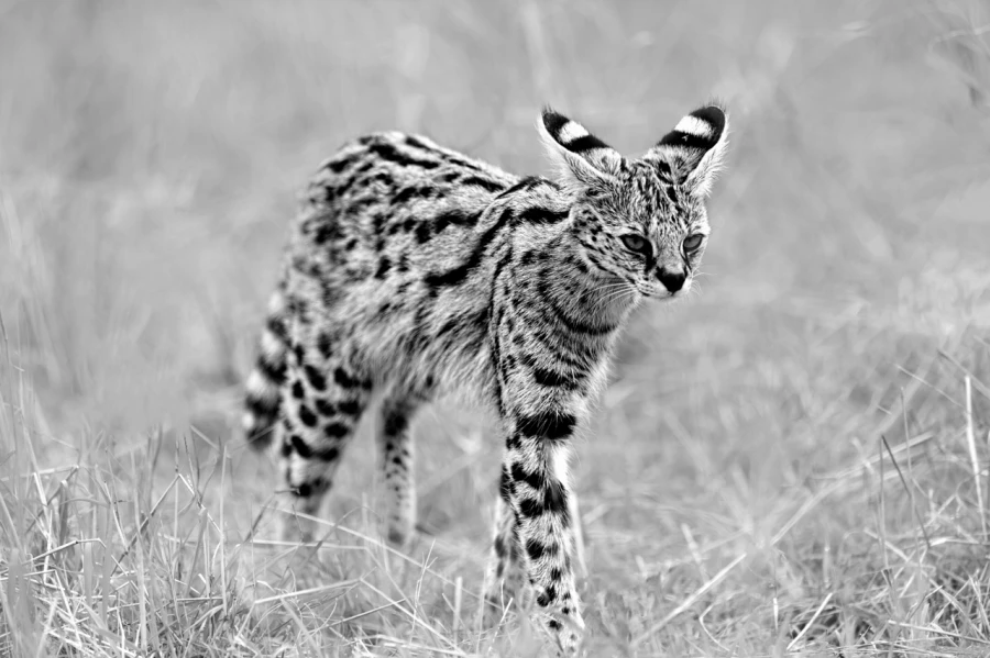 Serval au Kenya en noir et blanc.