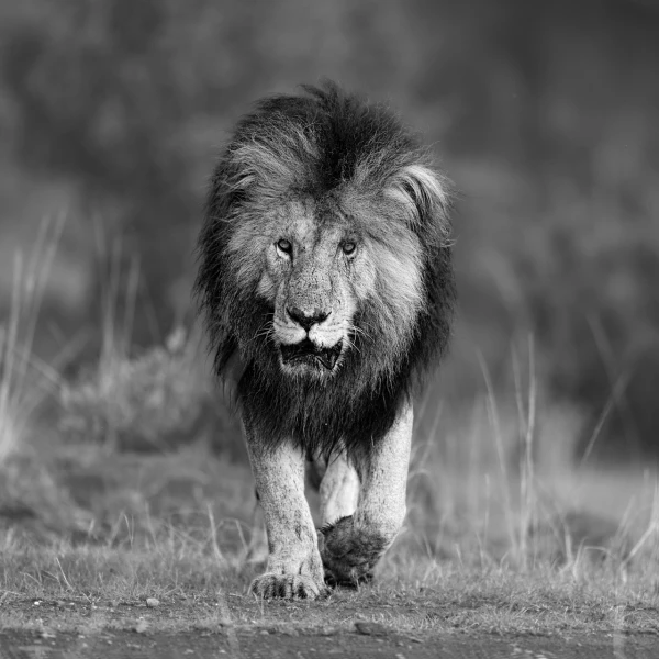 Lion au Kenya en noir et blanc.