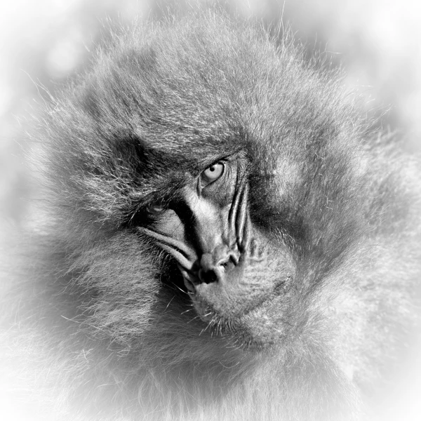 Gelada en Ethiopie en noir et blanc.