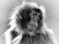 Gelada en Ethiopie en noir et blanc.