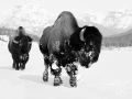 Bison dans le Yellowstone aux USA en noir et blanc.
