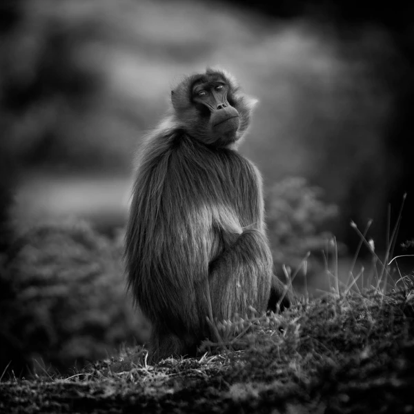 Wildlife photograph in black and white in low key.