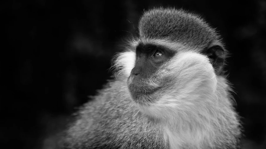 Wildlife photograph in black and white in low key.