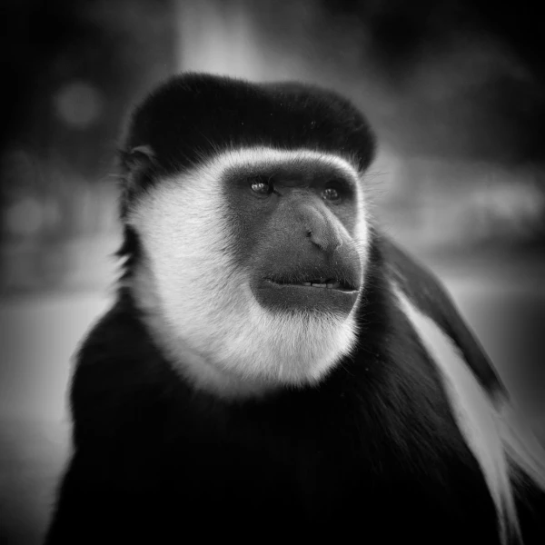 Wildlife photograph in black and white in low key.