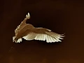 Wildlife photograph in color.