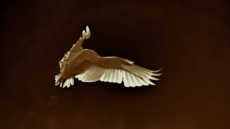 Wildlife photograph in color.