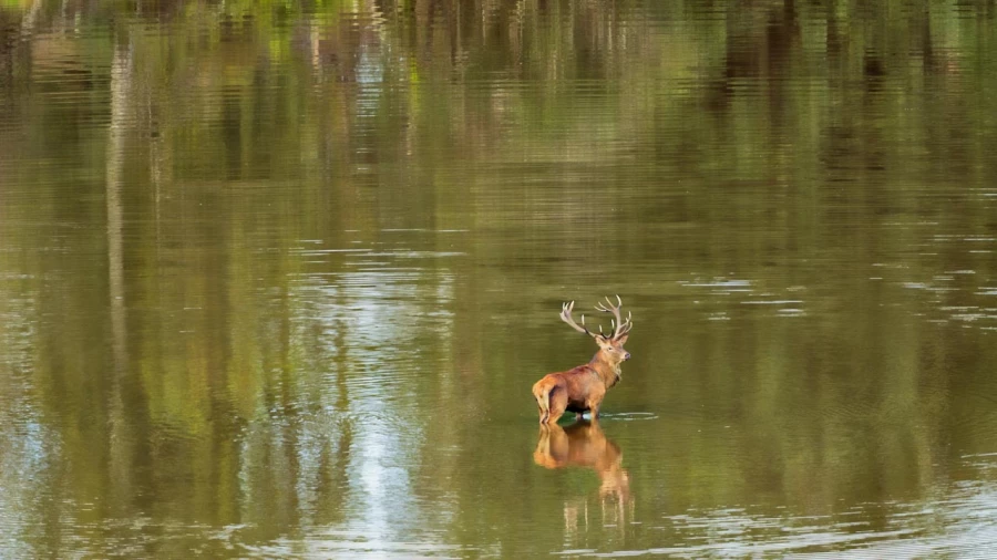 Wildlife photograph in color.