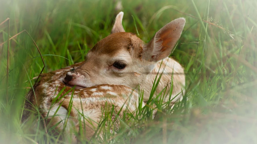 Wildlife photograph in color.