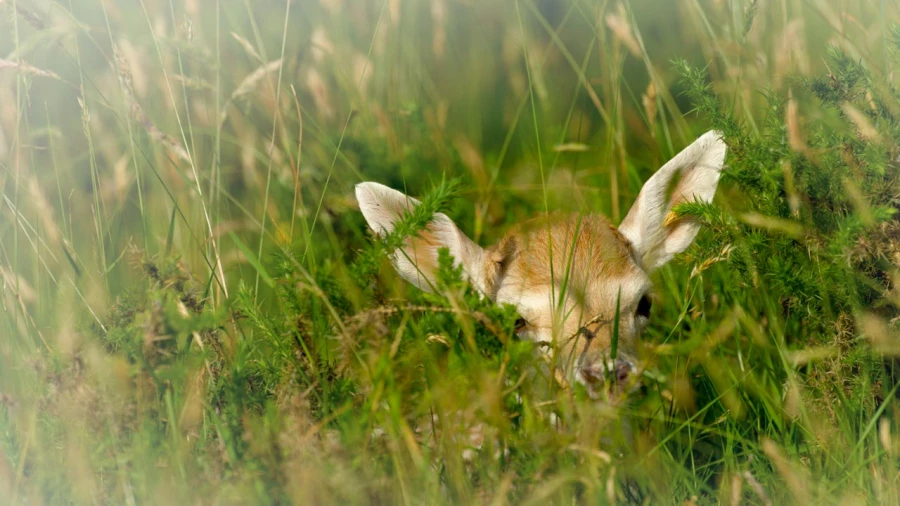 Wildlife photograph in color.