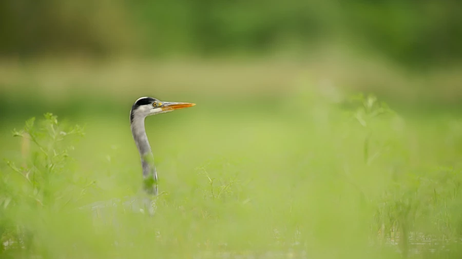 Wildlife photograph in color.