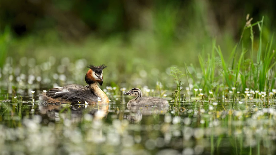 Wildlife photograph in color.