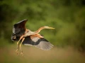 Wildlife photograph in color.