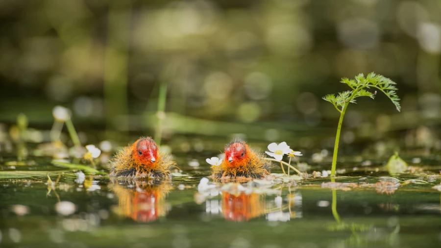 Wildlife photograph in color.