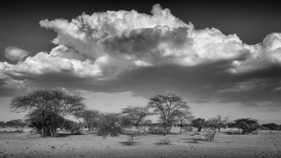 Trees and clouds in Shompole in Ethiopia in black and white.