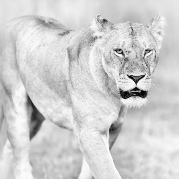 Lioness in Kenya in black and white.