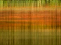 Reflections d'aReflections of trees on the surface of the water 