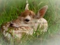 Fallow deer fawn in the grass in France.