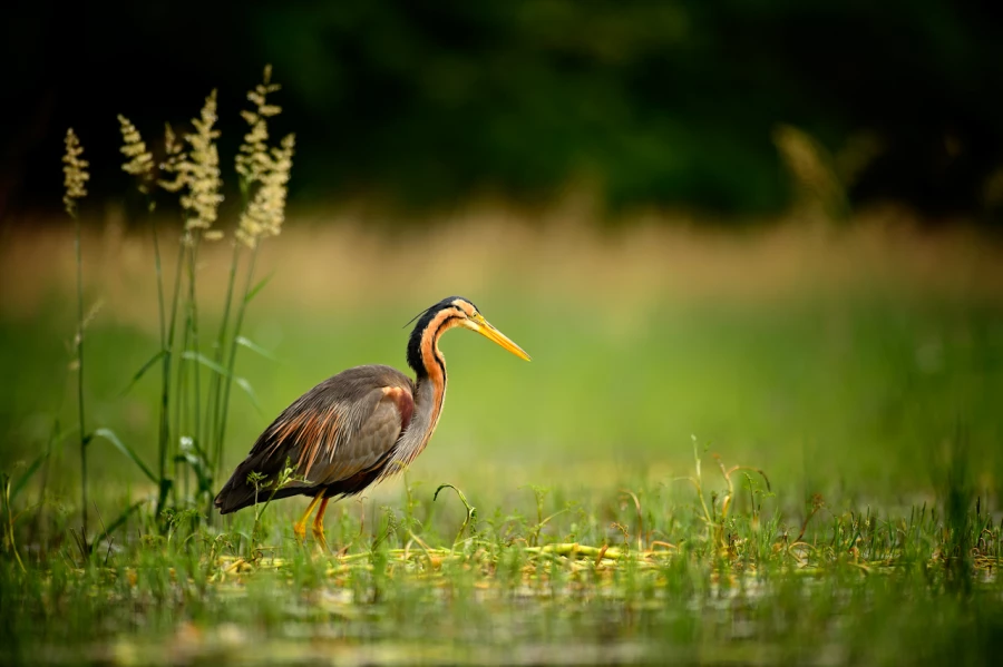 Purple heron on a pond in Dombes in France.