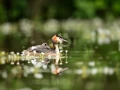 Great crested grebe and its chick on its back on a pond in Dombe