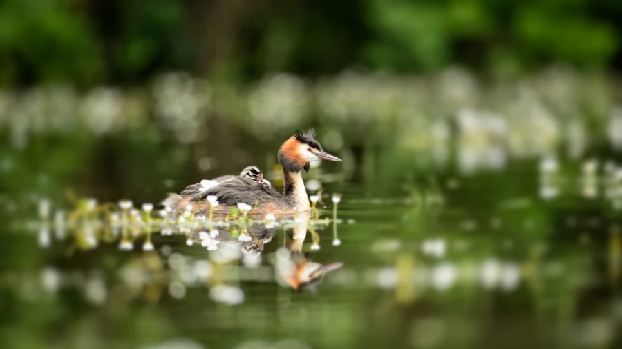 Great crested grebe and its chick on its back on a pond in Dombe