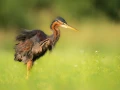 Purple heron on a pond in Dombes in France.