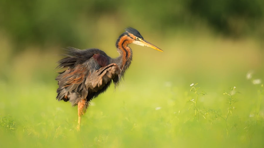 Purple heron on a pond in Dombes in France.