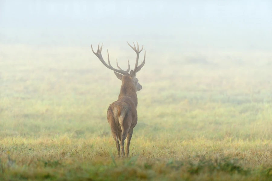 Stage photo animalière brame du cerf avec Amar Guillen, Photogr