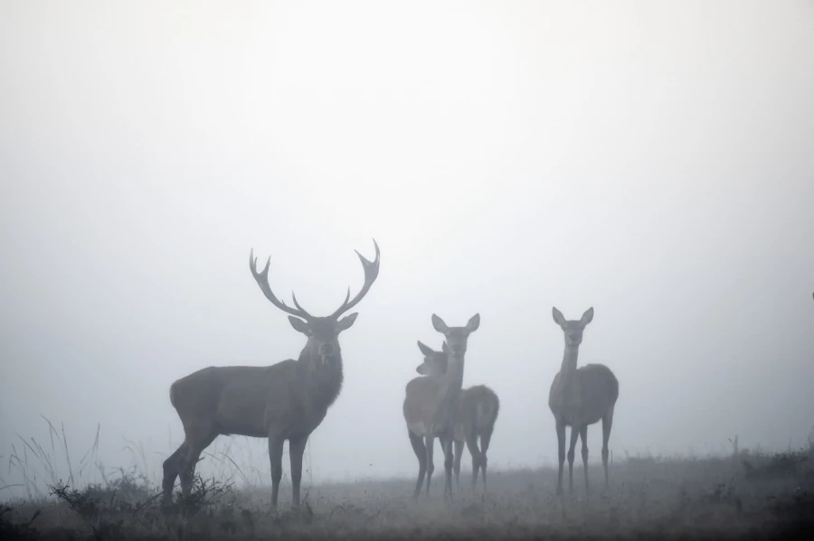 Stage photo animalière brame du cerf avec Amar Guillen, Photogr