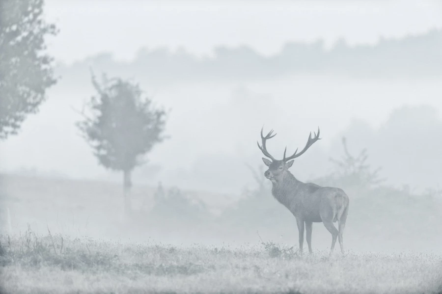 Stage photo animalière brame du cerf avec Amar Guillen, Photogr