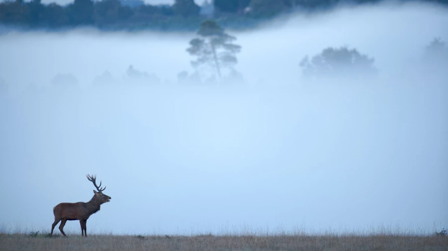 Stage photo animalière brame du cerf avec Amar Guillen, Photogr