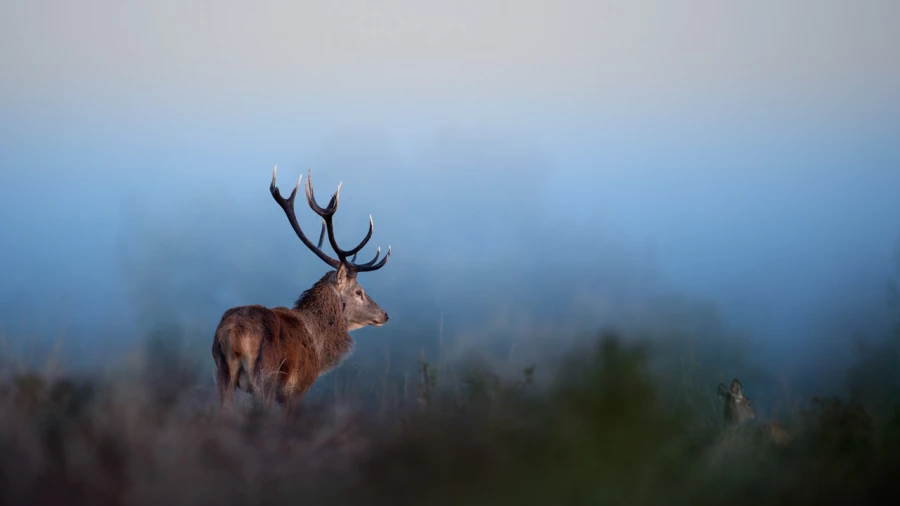 Stage photo animalière brame du cerf avec Amar Guillen, Photogr
