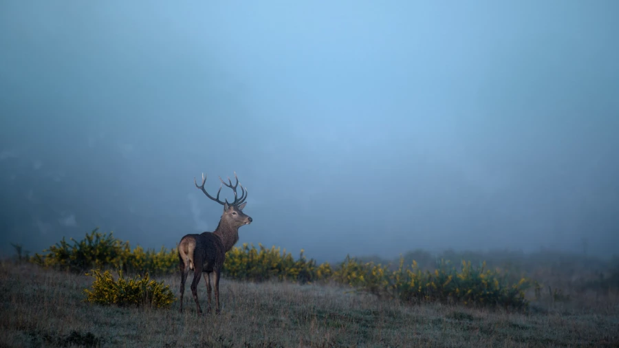 Stage photo animalière brame du cerf avec Amar Guillen, Photogr