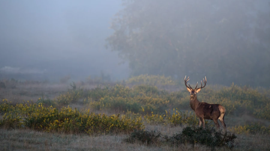 Stage photo animalière brame du cerf avec Amar Guillen, Photogr