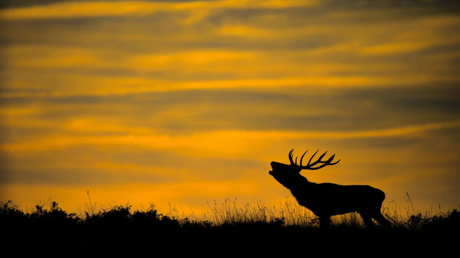 Stage photo animalière brame du cerf avec Amar Guillen, Photogr