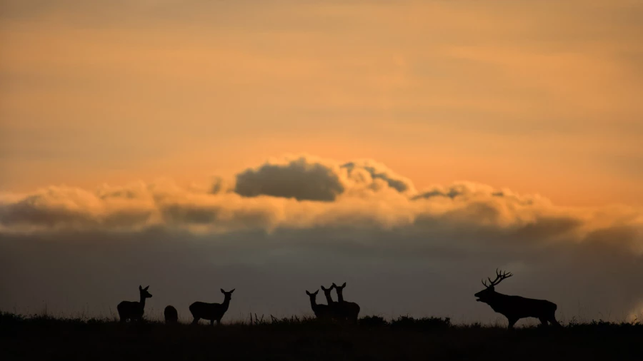 Stage photo animalière brame du cerf avec Amar Guillen, Photogr