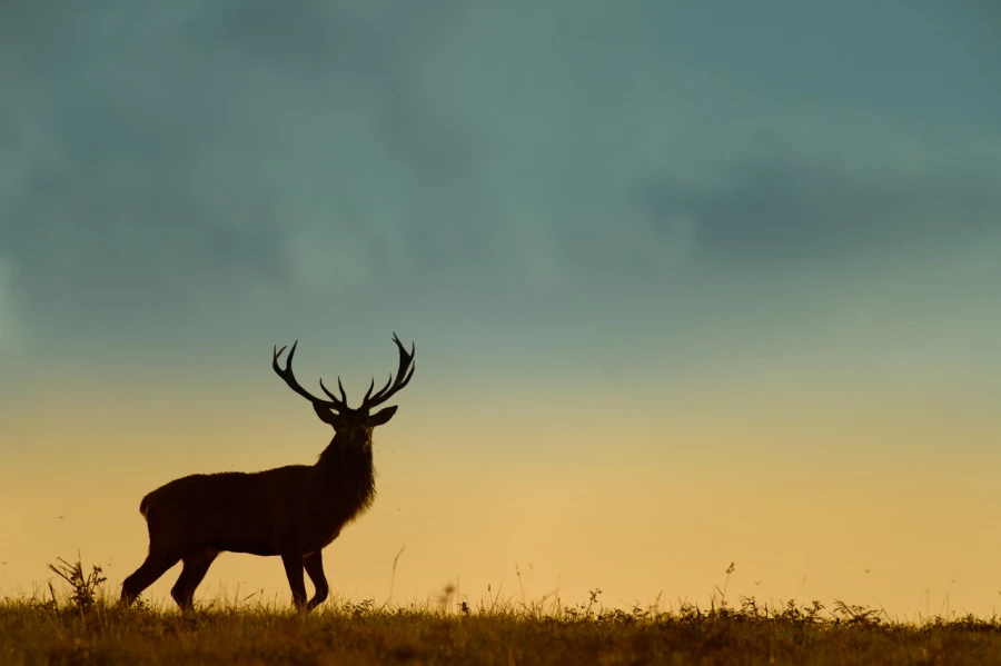 Stage photo animalière brame du cerf avec Amar Guillen, Photogr
