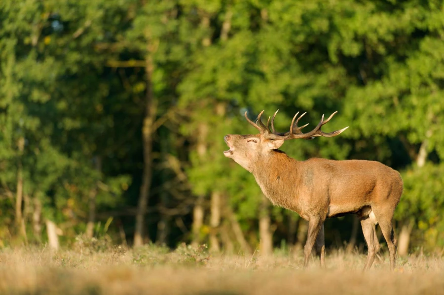 Stage photo animalière brame du cerf avec Amar Guillen, Photogr