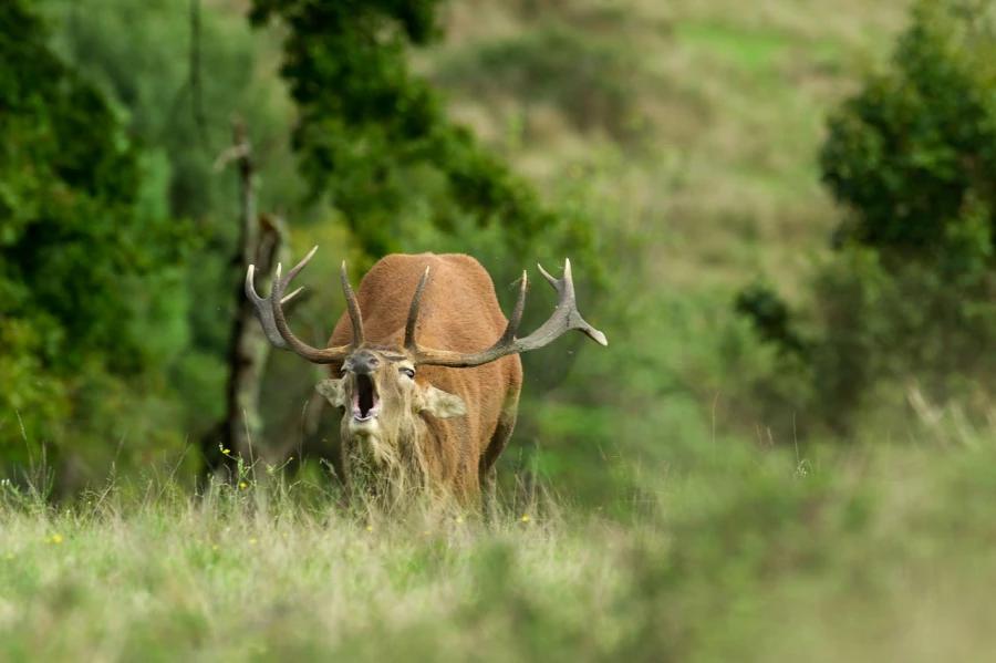 Stage photo animalière brame du cerf avec Amar Guillen, Photogr