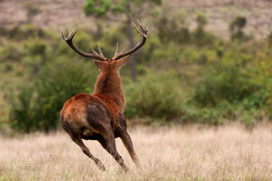 Stage photo animalière brame du cerf avec Amar Guillen, Photogr
