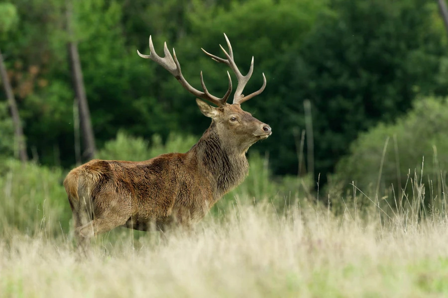 Stage photo animalière brame du cerf avec Amar Guillen, Photogr
