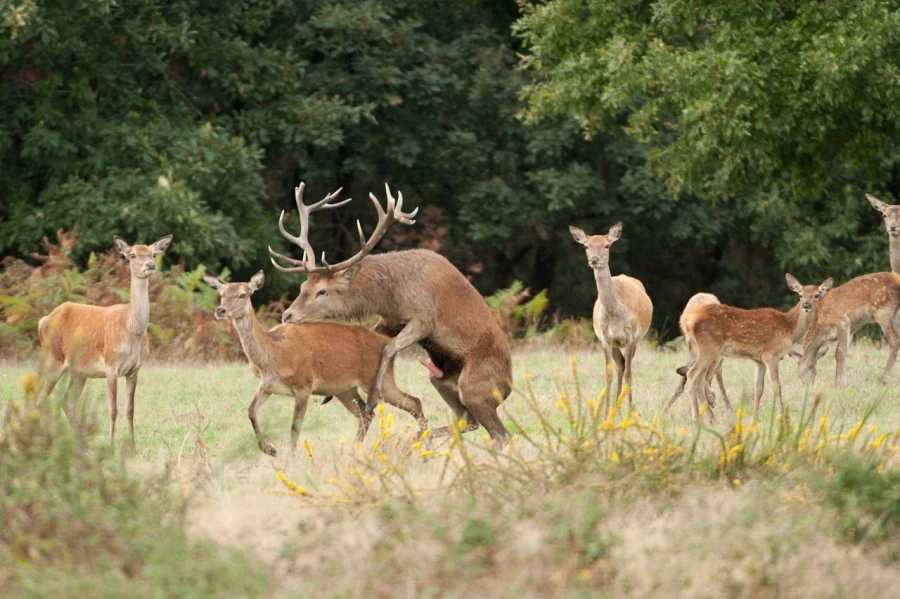 Stage photo animalière brame du cerf avec Amar Guillen, Photogr